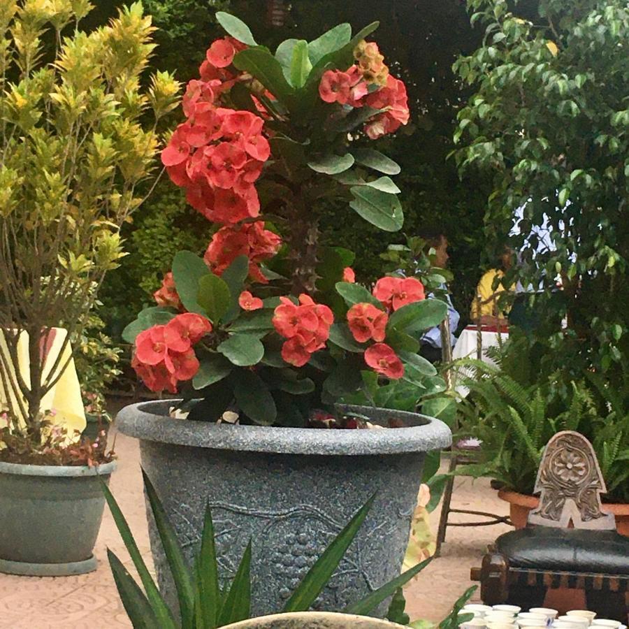 Jacaranda Hotel, Bahir Dar Ngoại thất bức ảnh
